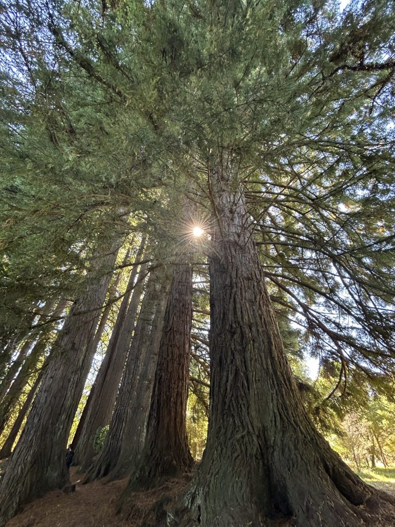 10.-Kauri--scaled.jpeg