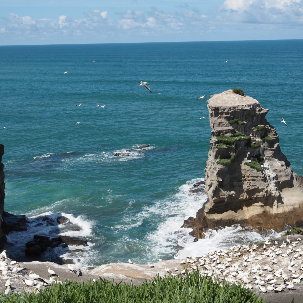 13.Muriwai-beachJPG-scaled.jpg