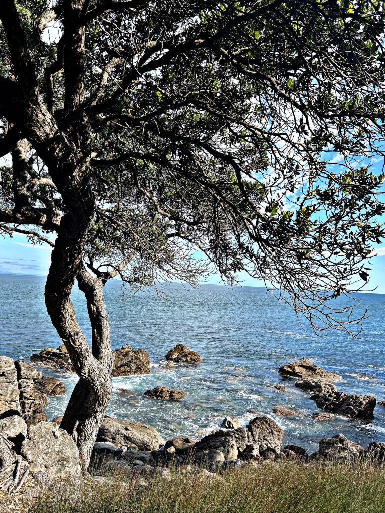 17.Tauranga-scaled.jpeg