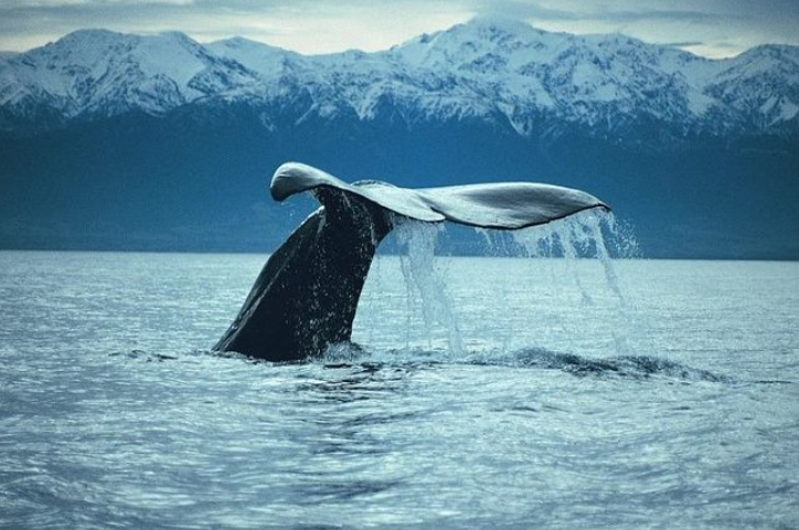 61.Kaikoura.png