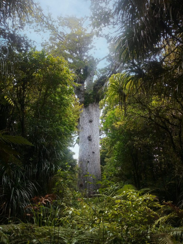 7.Kaoritree-scaled.jpg