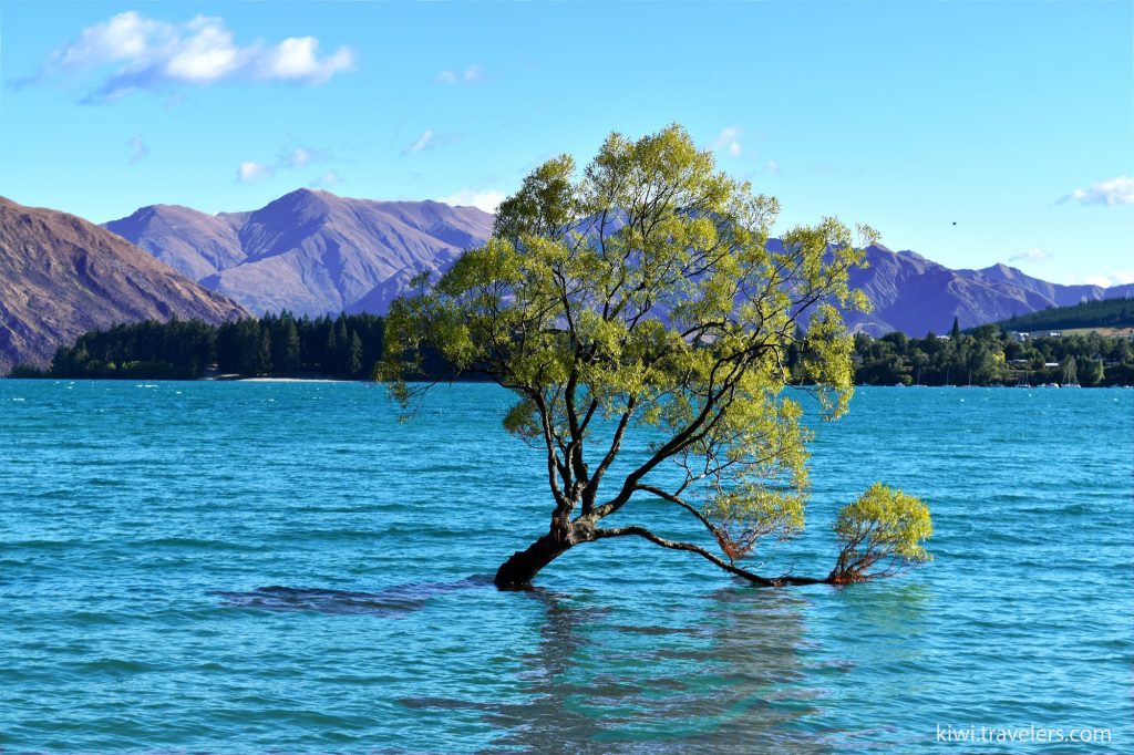 84.wanaka-tree.jpg